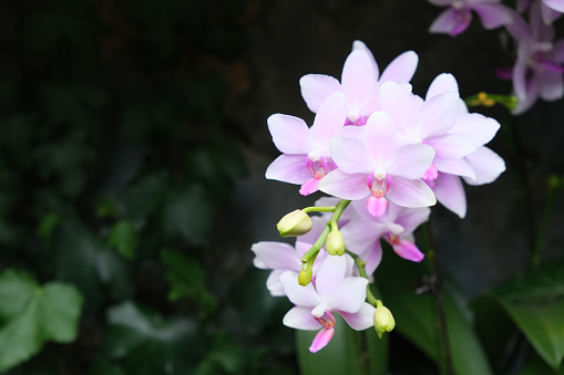 pink Phalaenopsis (moth orchids) flowers