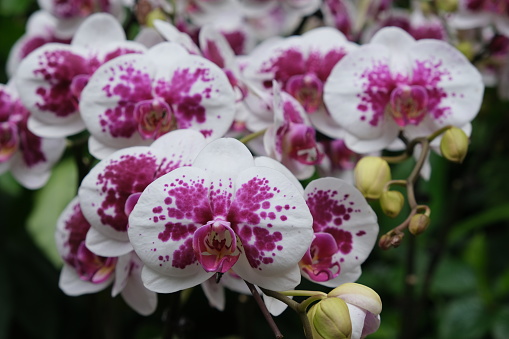 many pink white Phalaenopsis (moth orchids) flowers