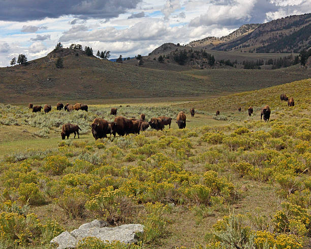 istock American Bison herd in the Lamar Valley 186236627