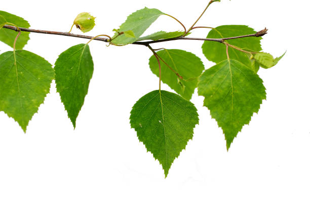 istock birch twig on white isolated background 1862367642