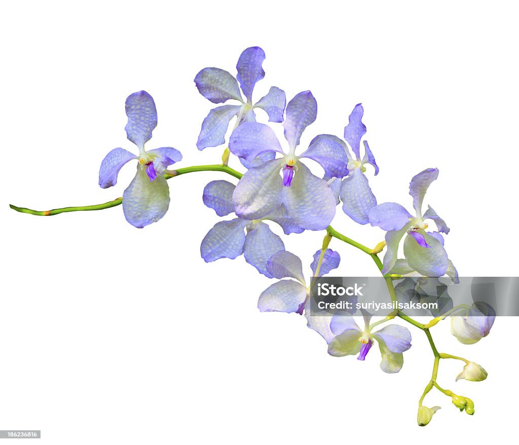 purple vanda coerulea Orchidea kwiat - Zbiór zdjęć royalty-free (Bez ludzi)