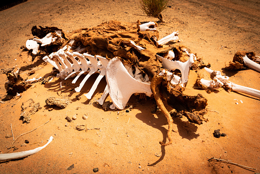On the desert sand, remains of bones and skin of a camel.
