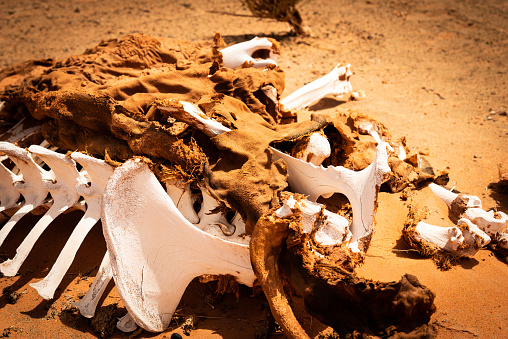 Animal bones in desert Wahiba in Oman