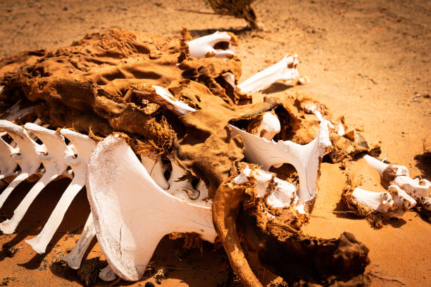 Remains of bones and skin of a camel. On the desert sand, remains of bones and skin of a camel. dangerous steak stock pictures, royalty-free photos & images
