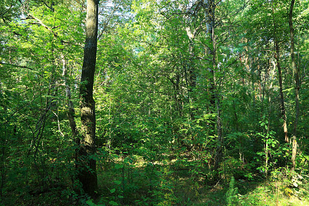 istock Green forest and blue sky. Landscape. 186236933