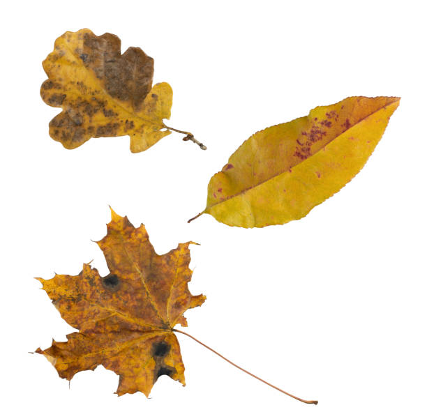 istock autumn leaves isolated on white background 1862370275