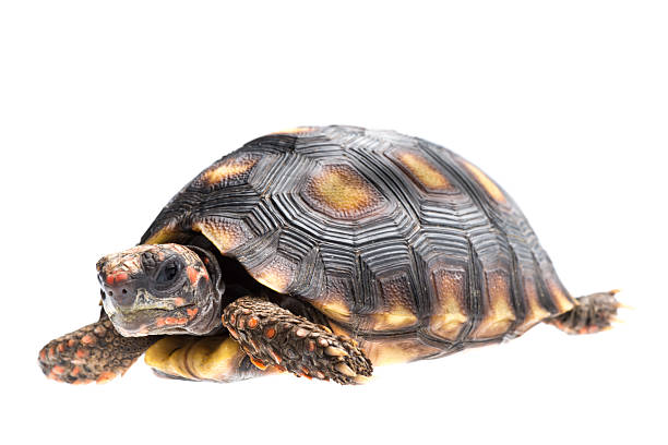 istock Cherry head red foot tortoise 186237091