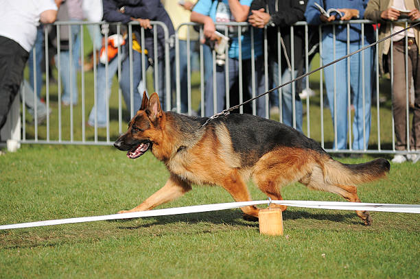 istock Running shepherd dog in stadium 186238156