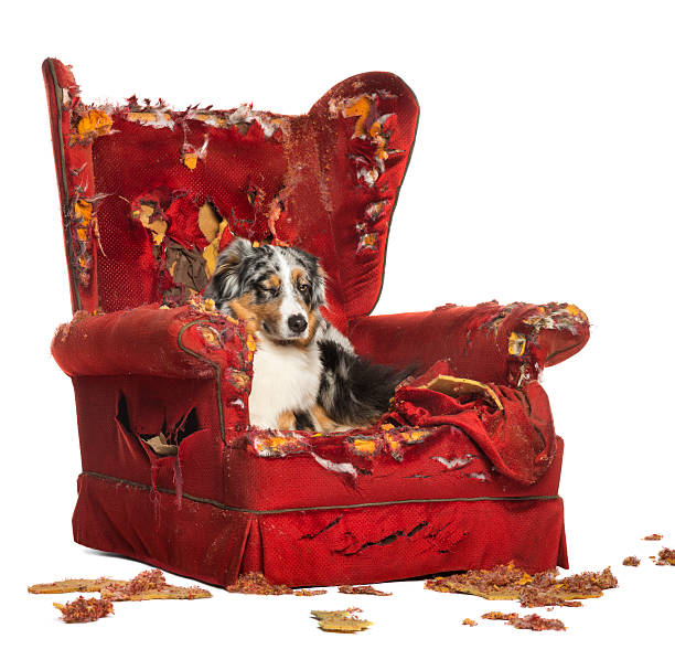 istock Australian Shepherd and Poodle on a destroyed armchair 186238221