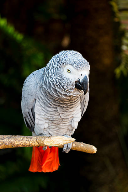 istock African Grey Parrot Portrait 2 186238528