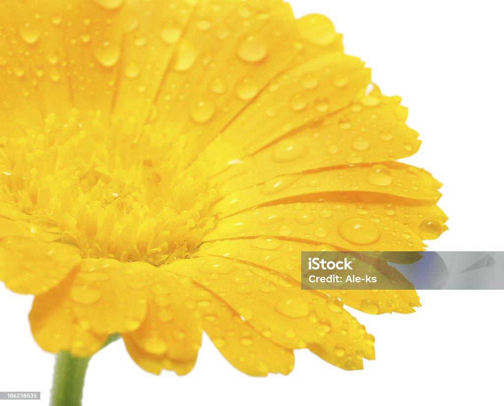 Flor de Orange - Foto de stock de Amarillo - Color libre de derechos