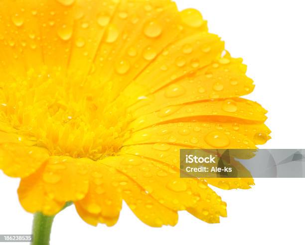 Flor De Orange Foto de stock y más banco de imágenes de Amarillo - Color - Amarillo - Color, Blanco - Color, Botánica