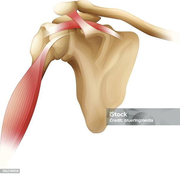 Ilustración de Hombro Los Músculos De Los Huesos y más Vectores Libres de Derechos de Acromion - Acromion, Anatomía, Blanco - Color