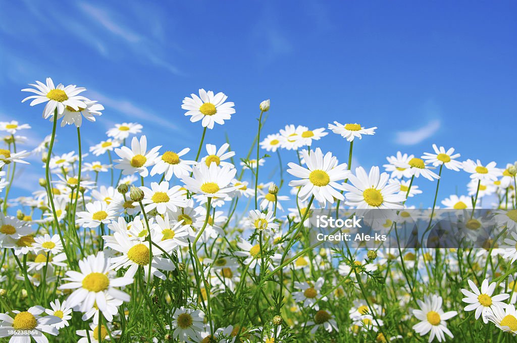 white daisies white daisies on blue sky background Daisy Stock Photo