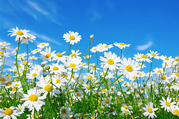 white daisies white daisies on blue sky background chamomile photos stock pictures, royalty-free photos & images