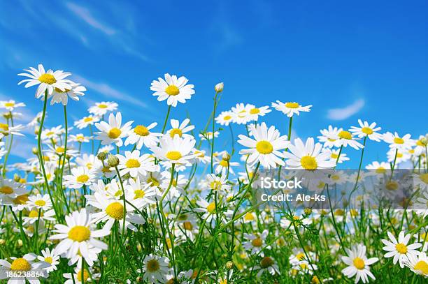 White Daisies Stock Photo - Download Image Now - Daisy, Agricultural Field, Sky