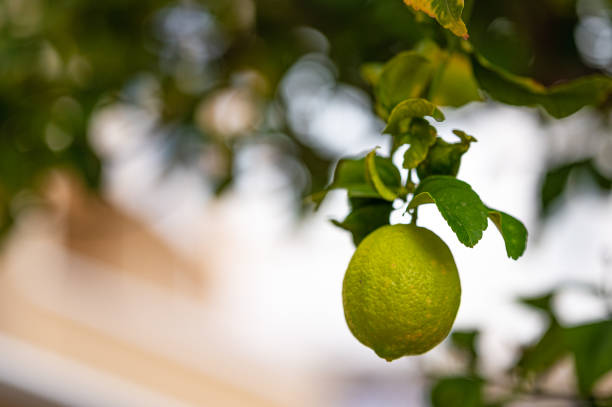 istock Close up of a lime on a lime tree 1862389306