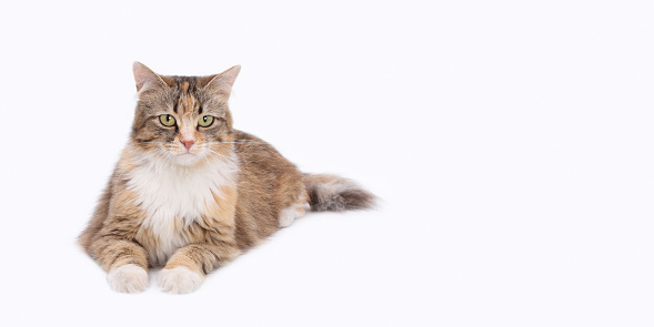 Studio portrait Beautiful Cat with yellow eyes and looking forward. Cat rests and posing for the camera. Pet. Without people. Indoor cat on light  background.