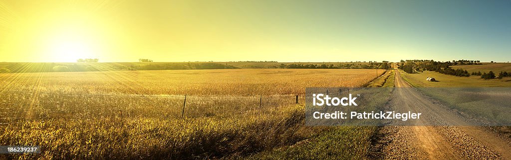 Sunrise Road.  Sun rising on South Dakota dirt road. The sun rising over a corn field next to a gravel road in South Dakota. Farm Stock Photo