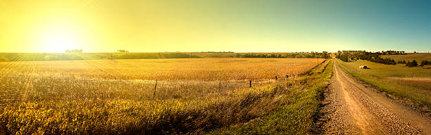 Sunrise Road. Sun rising on South Dakota dirt road. The sun rising over a corn field next to a gravel road in South Dakota. grassland in morning sunrise stock pictures, royalty-free photos & images