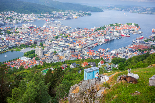 A cityscape of the city of Bergen, Norway, taken in the summer from Mount Floyen, with goats in the foreground grazing on the grasses below.