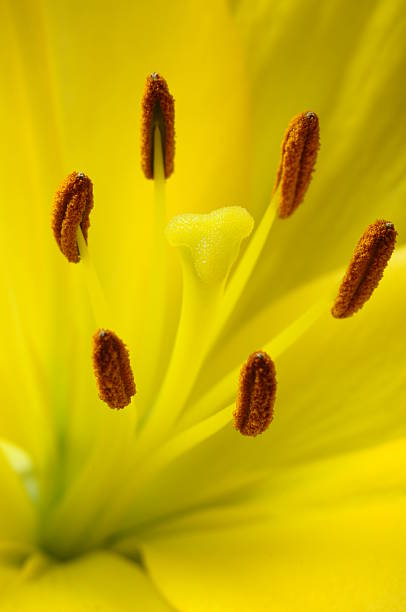 istock Macro of yellow lily 186239394