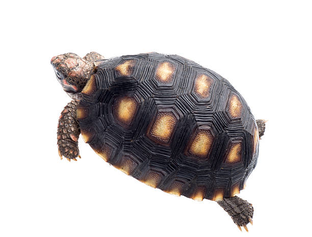 istock Cherry head red foot tortoise 186240035