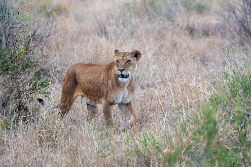 A lioness on the plains of the Masai Mara with beautiful light – Kenya