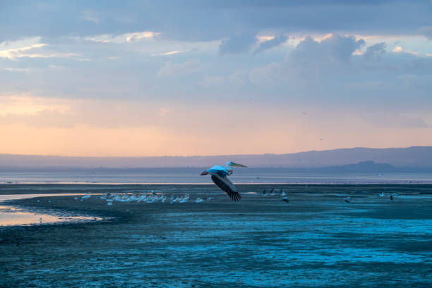 ein pelikan im flug mit einem wunderschönen sonnenuntergang im hintergrund mit lake nakuru und wunderbaren himmelsfarben – kenia - lake nakuru stock-fotos und bilder