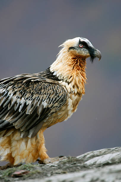 istock Lammergeier, lammergeyer or bearded vulture, 186240295