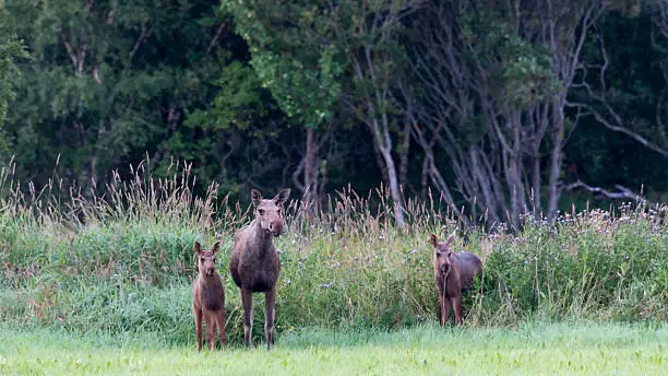 Moose female with two moose calves
