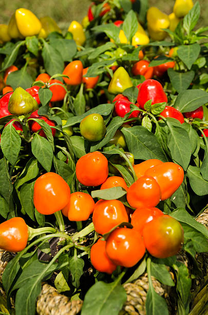 Orange and yellow bell pepper stock photo