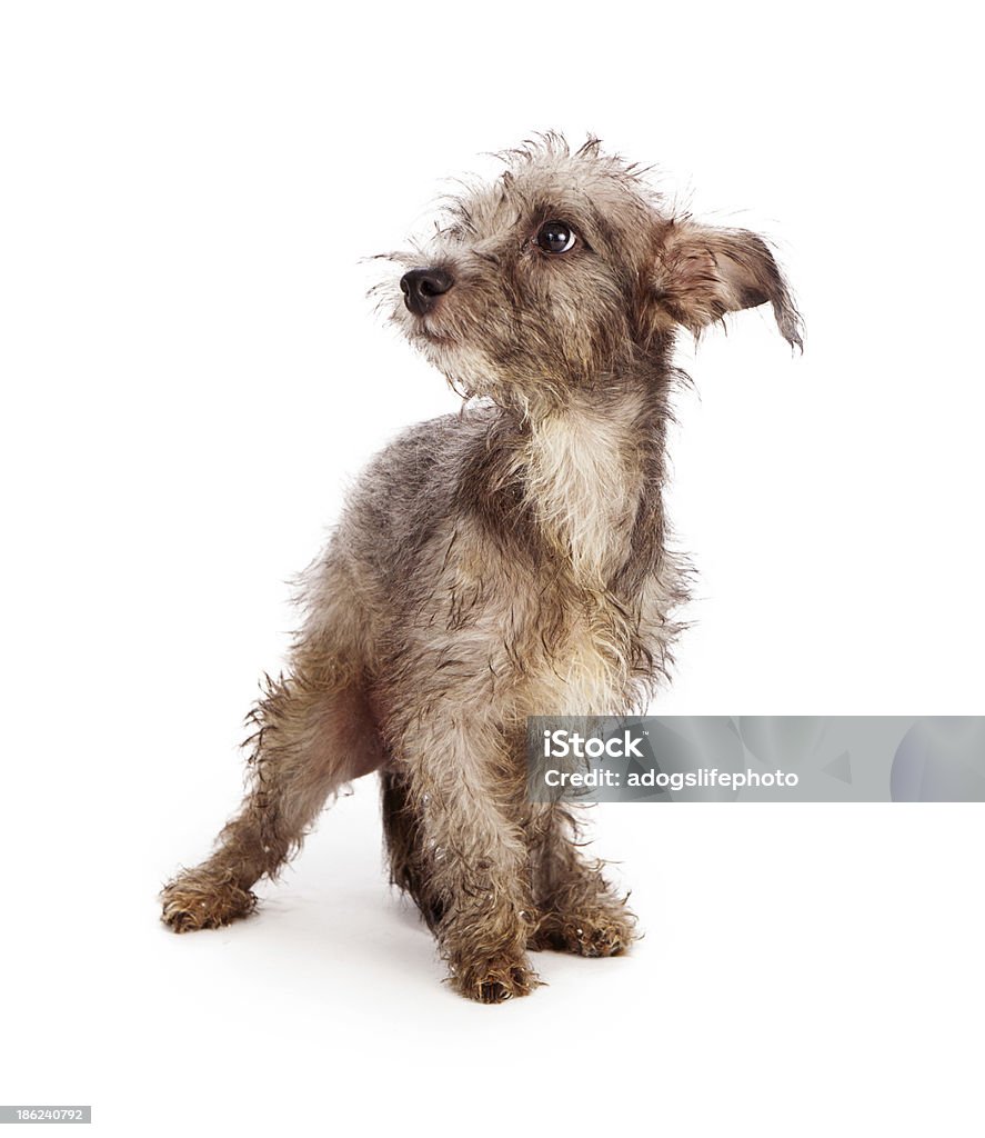 Scruffy Nieśmiały Pies ratowniczy - Zbiór zdjęć royalty-free (Chować się)