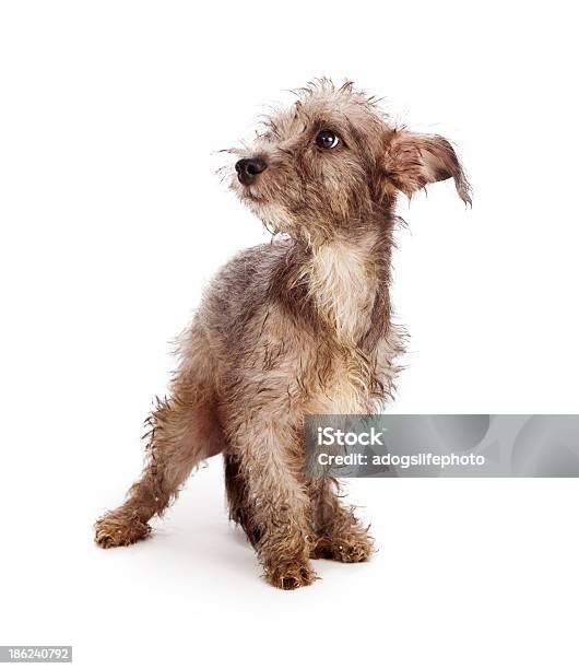 Scruffy Tímido Cão De Busca E Resgate - Fotografias de stock e mais imagens de Cão - Cão, Esconder, Amizade