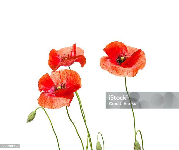 Red Poppies Stockfoto und mehr Bilder von Blume - Blume, Blütenblatt, Feld