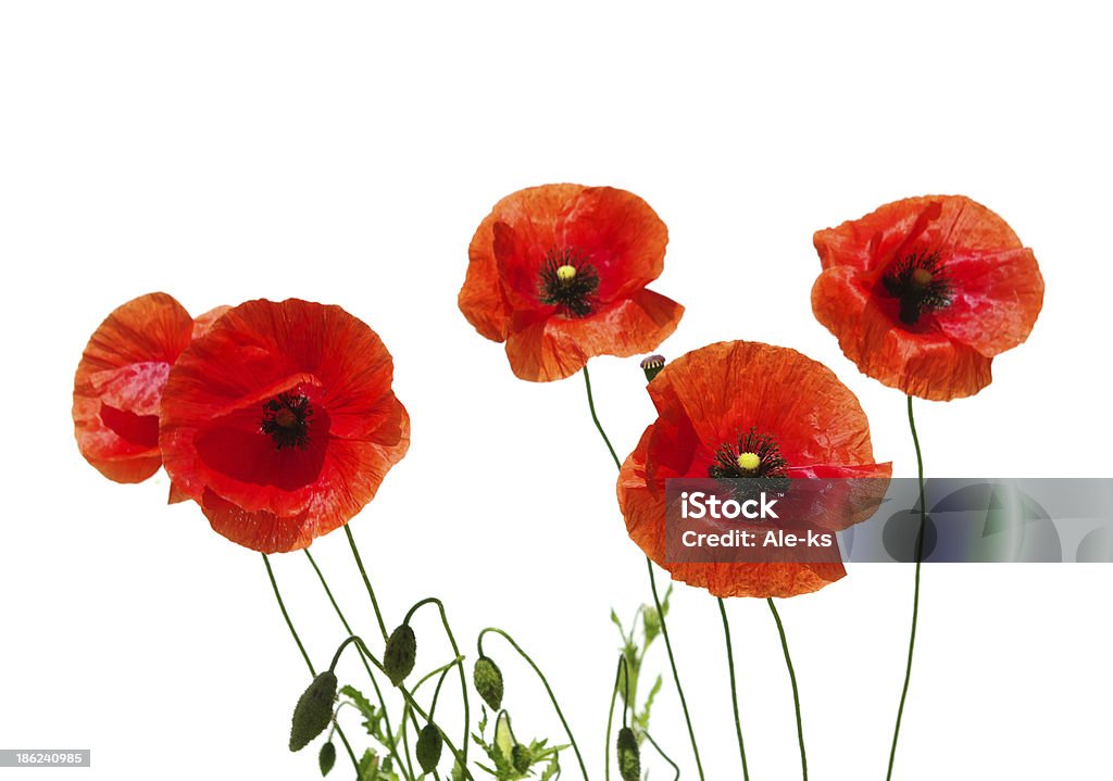 red poppies - Foto de stock de Branco royalty-free