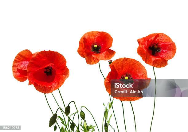 Foto de Red Poppies e mais fotos de stock de Branco - Branco, Campo, Cena Rural