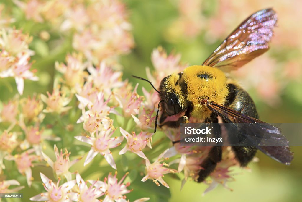 Bienen Art von Insekten - Lizenzfrei Asien Stock-Foto