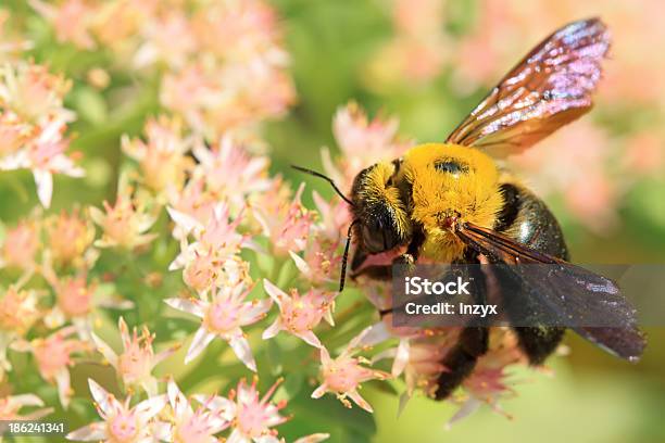 Bienen Art Von Insekten Stockfoto und mehr Bilder von Asien - Asien, Biene, Biologie