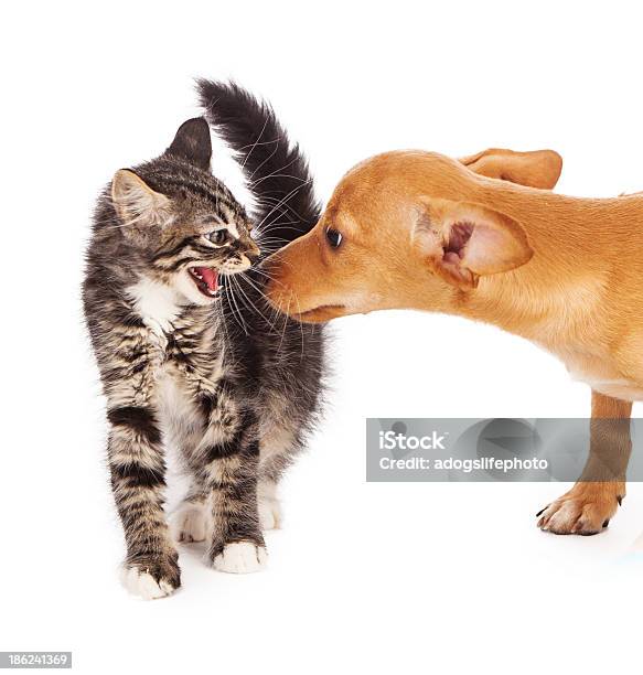 Micio Sibilare Al Cucciolo - Fotografie stock e altre immagini di Cane - Cane, Salutarsi, Amicizia