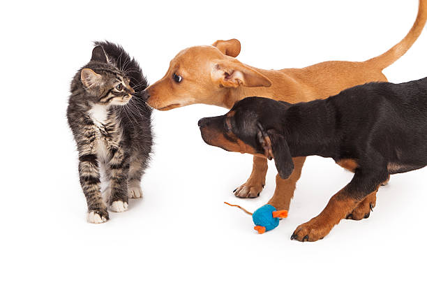 istock Puppies meeting kitten 186241372
