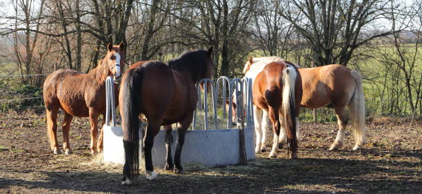 istock horses are standing at a feed rack 1862419872