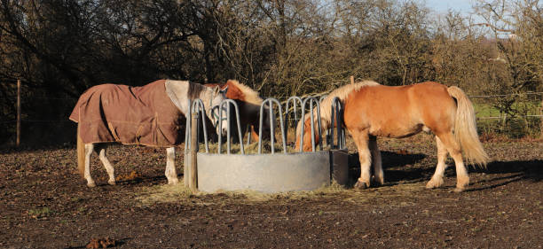 istock horses are standing at a feed rack 1862419874