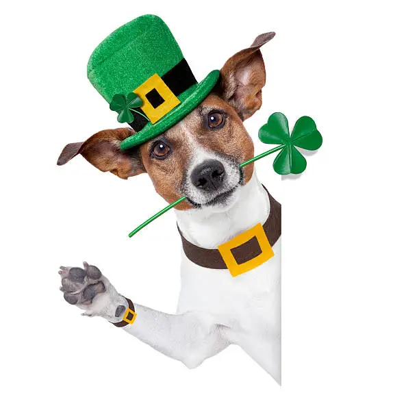 Photo of A dog dressed up for Saint Patrick's day
