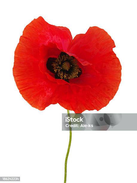 Poppies Rojo Foto de stock y más banco de imágenes de Amapola - Planta - Amapola - Planta, Blanco - Color, Campo - Tierra cultivada