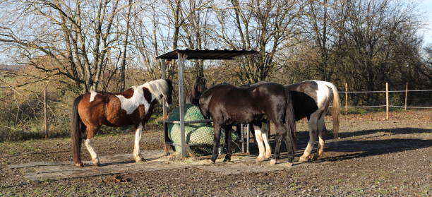 istock horses are standing at a feed rack 1862426580