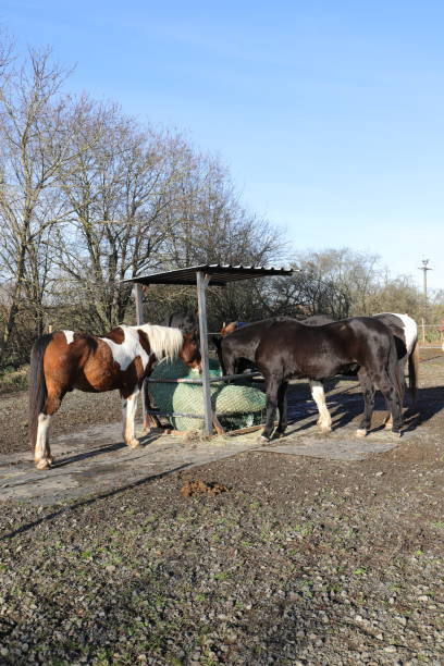 istock horses are standing at a feed rack 1862427093