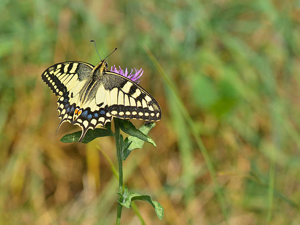 Butterfly in nature stock photo