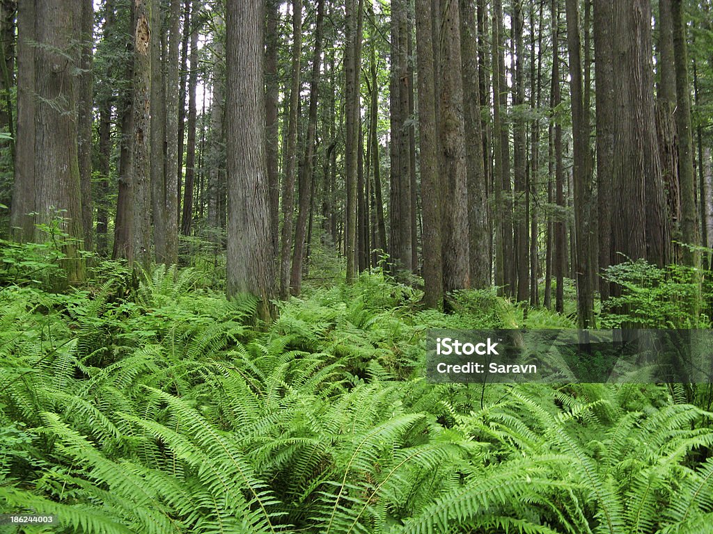West Coast Cedar foresta con felci - Foto stock royalty-free di Albero