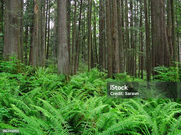 West Coast Cedar Foresta Con Felci - Fotografie stock e altre immagini di Albero - Albero, Ambientazione esterna, Cedro